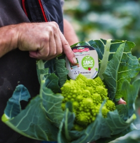 Romanesco cabbage label