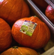 Pumpkin label