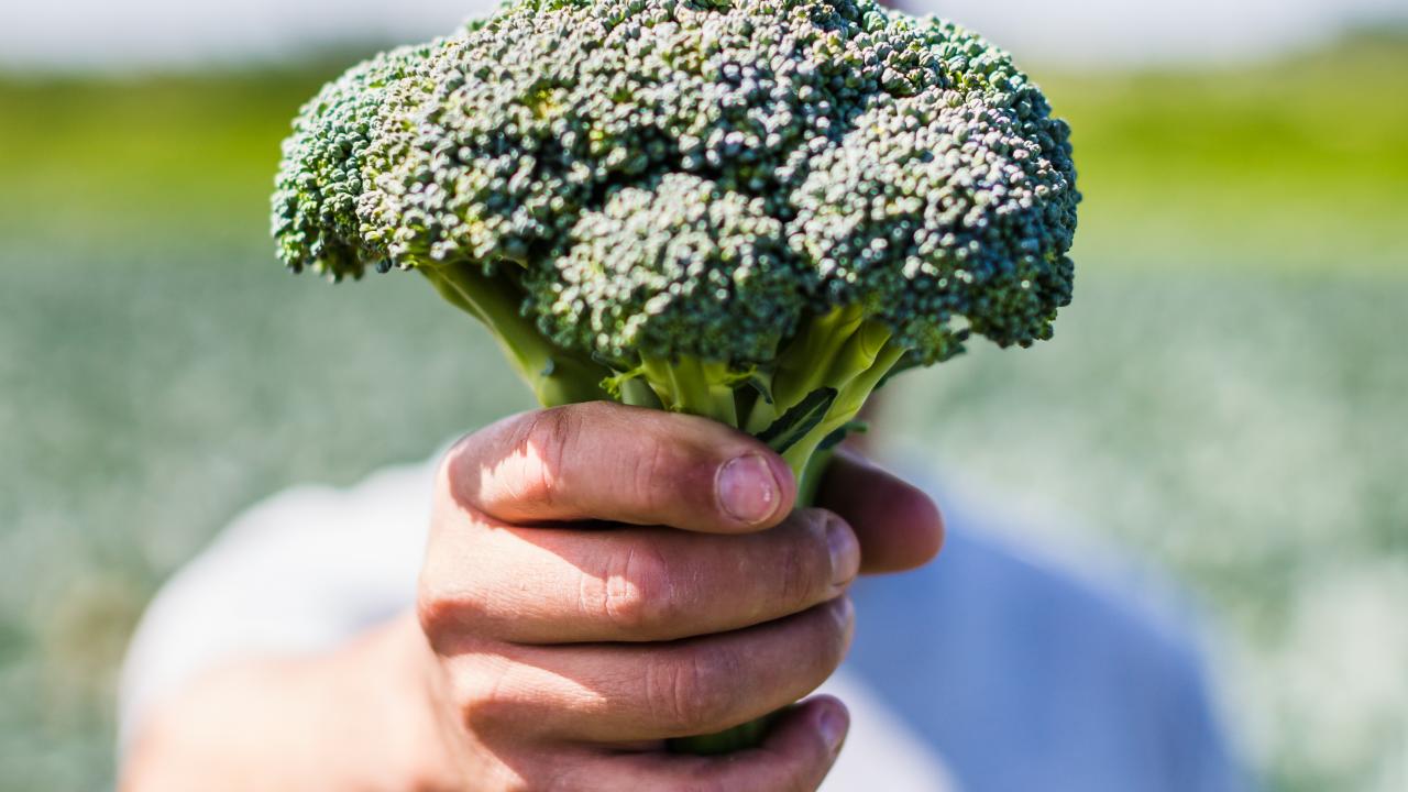 Reportage en plein cœur de la production bretonne de brocoli