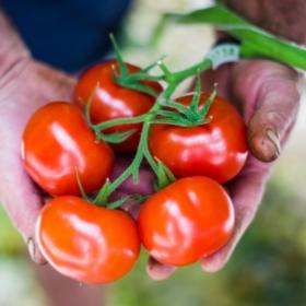 Tomates