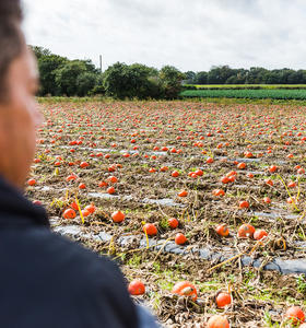 What our market gardeners say