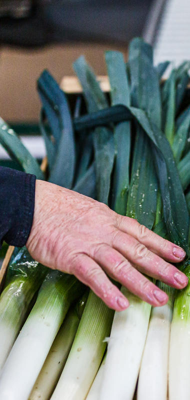 Le poireau  Légumes maraîchers Prince de Bretagne