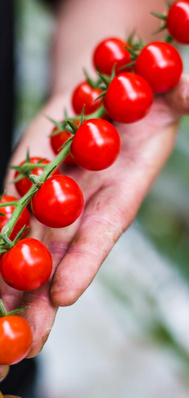 La tomate cerise grappe  Fruits Prince de Bretagne