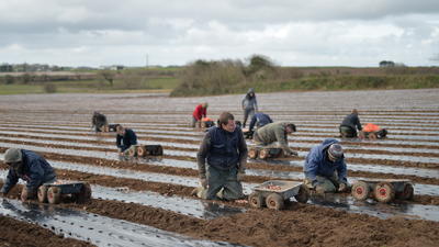 Interview with a market gardener