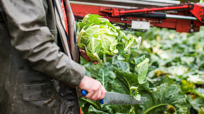 Cauliflower harvesting in images