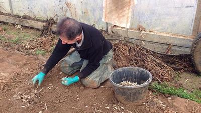 Manual harvesting of Chinese artichokes