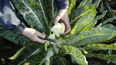 Harvesting of Prince de Bretagne’s Mini-cauliflowers