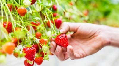 Manual harvesting of strawberries