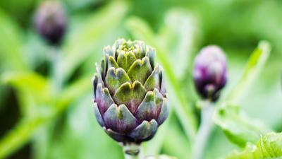 Preparing Petit Violet artichokes