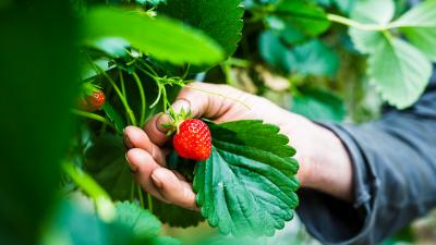 Fraise des bois - Le blog de lejardinduchatvert