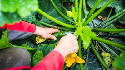 Interview mit einem Gemüsebauer