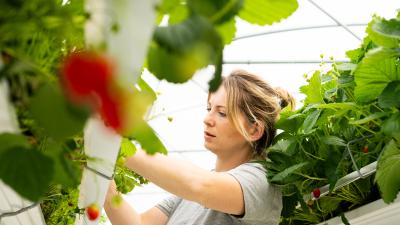 Portrait de Marjorie, productrice de fraises dans le 22