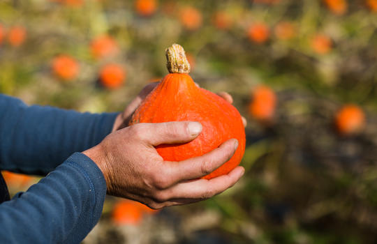 Astuces d'épluchage du potimarron