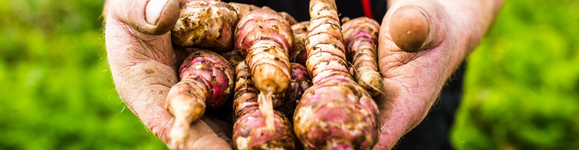 Cuisson du topinambour | Recette Prince de Bretagne
