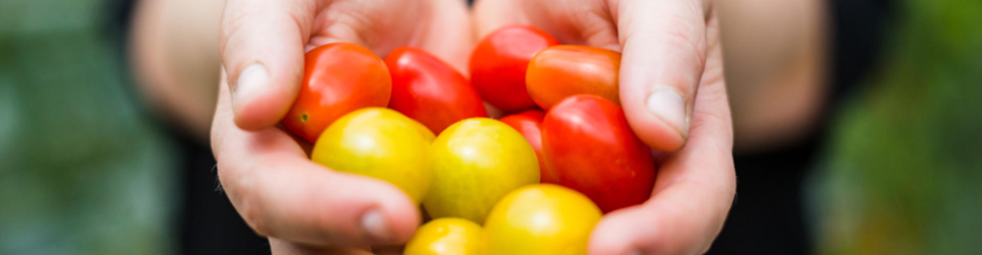 Poêlée de tomates cerises