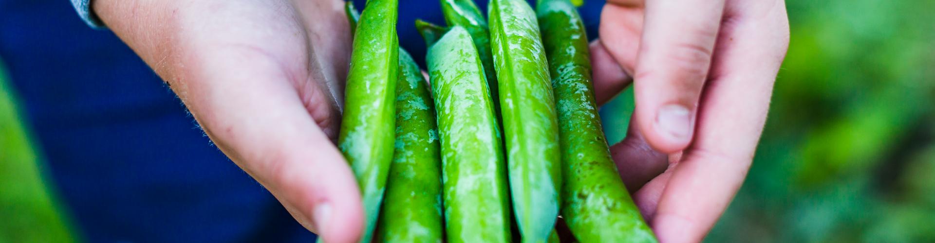 Petits pois à la française