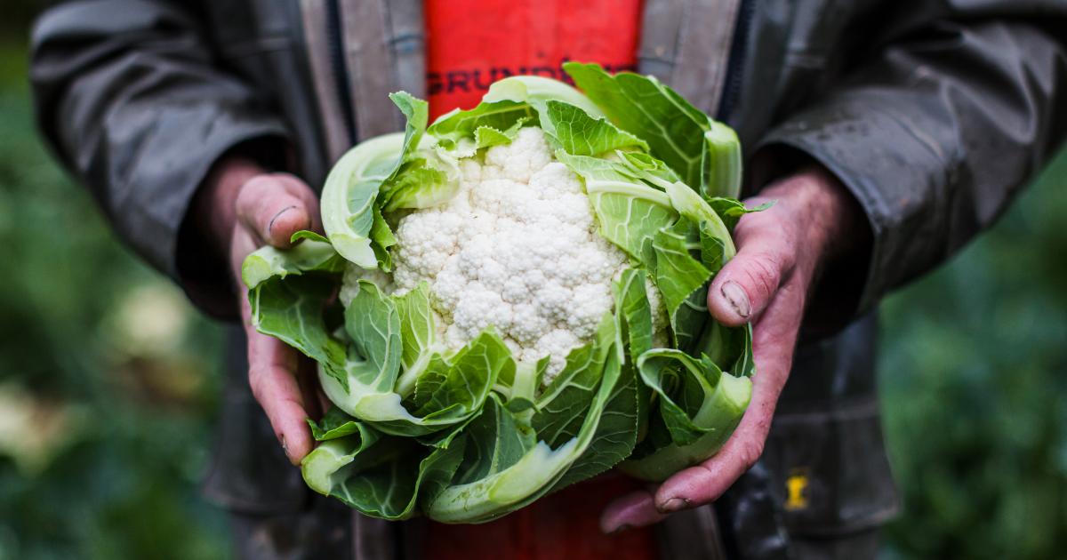 Breton Cauliflowers Prince De Bretagne Vegetables