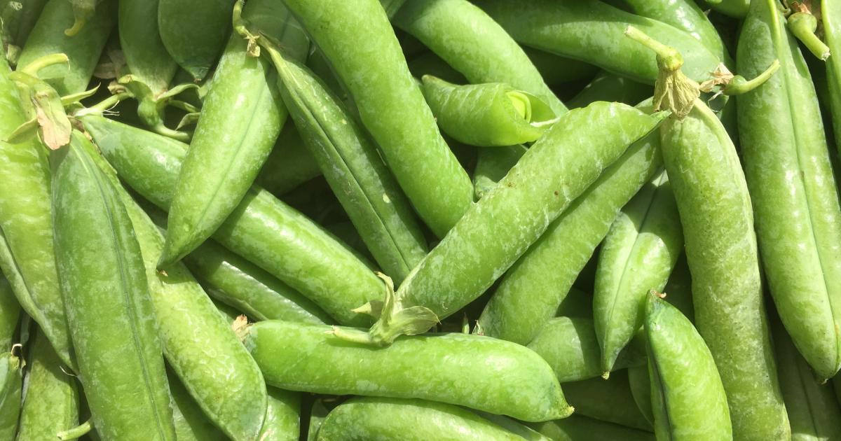 Le petit pois Légumes maraîchers Prince de Bretagne
