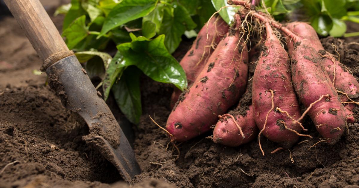 Les clés pour réussir la culture de la patate douce 