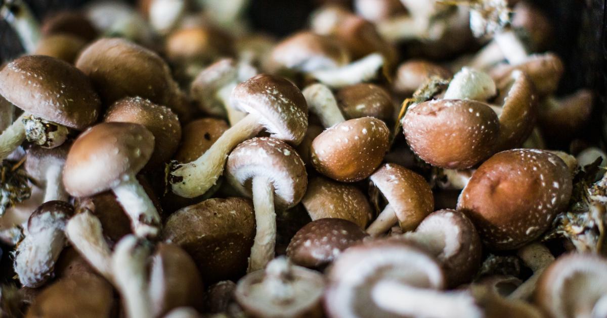 Le champignon shiitaké Légumes Prince de Bretagne