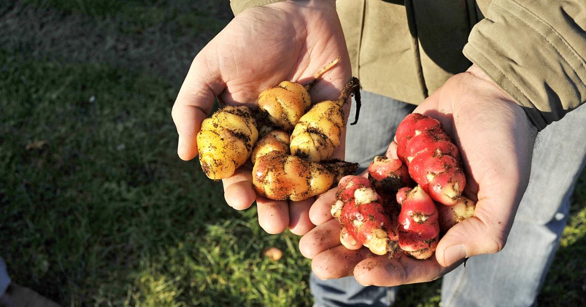 L Oca Du Perou Legumes Anciens Prince De Bretagne
