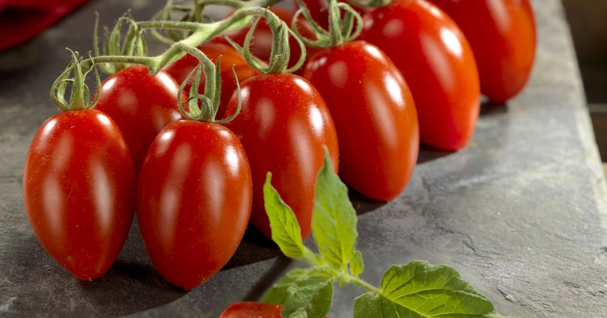 La tomate mini san marzano Fruits Prince de Bretagne