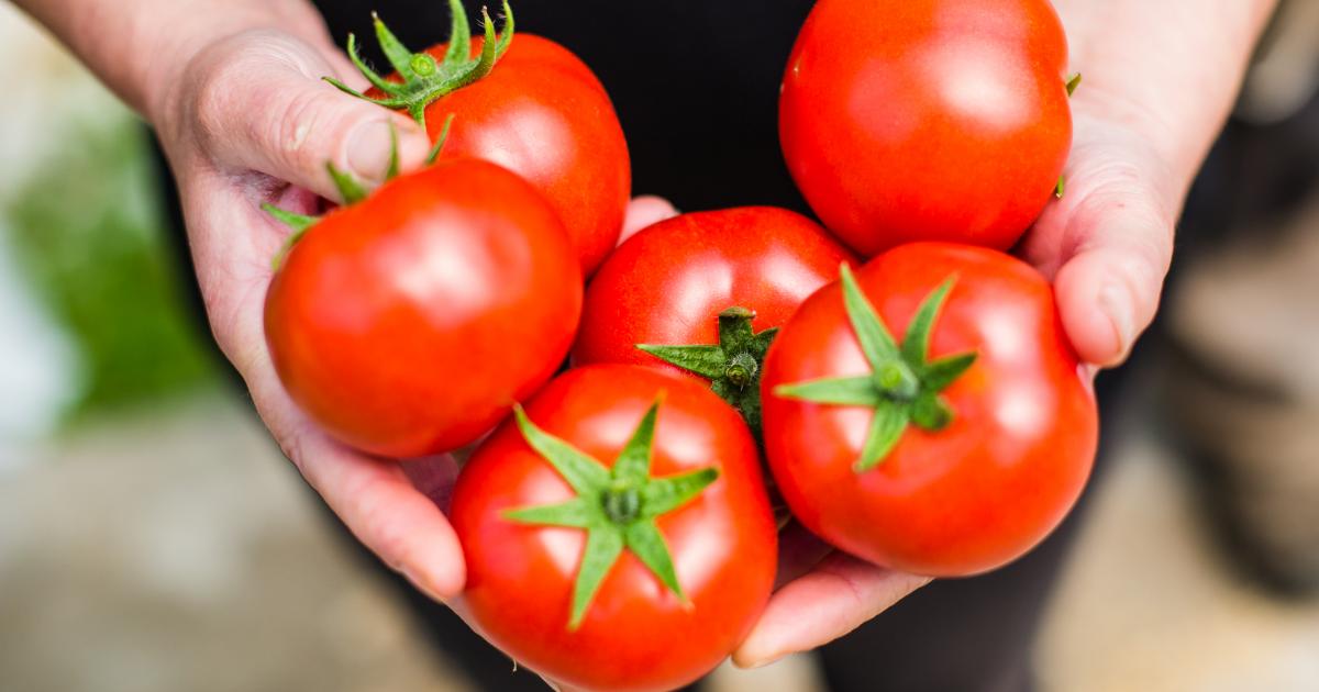 La tomate ronde bretonne | Fruits Prince de Bretagne