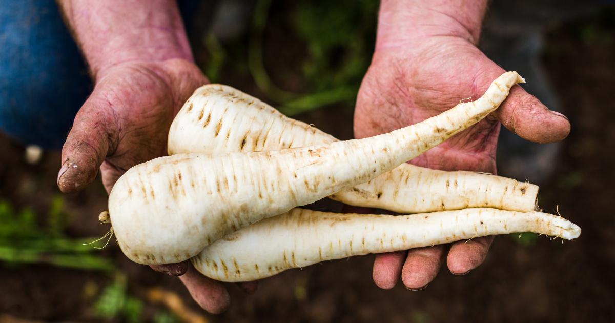 Purée de panais et chou-fleur | Recette Prince de Bretagne