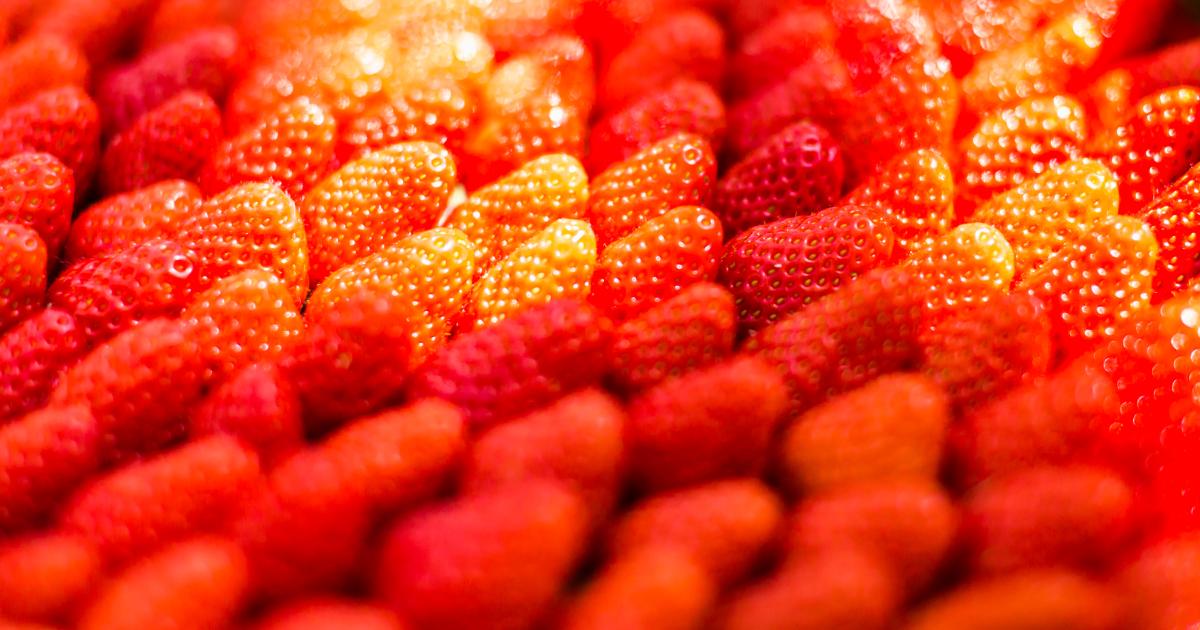 Portrait de Marjorie productrice de fraises | Actualité Prince de Bretagne